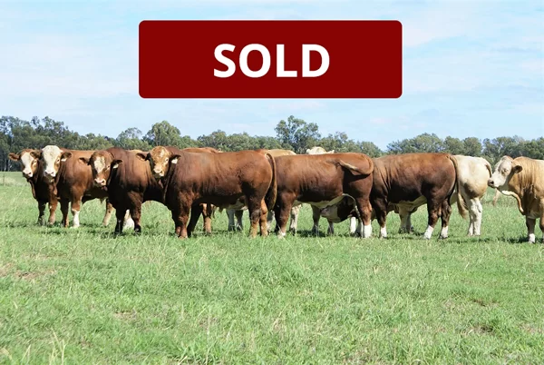 20 Paddock Bulls Currently Available For Sale.