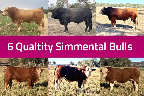 6 Quality Simmental Bulls for Sale